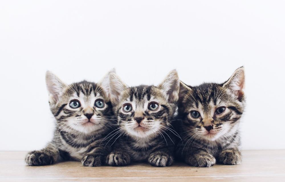 Lær om katte, inden du køber én Lær om katte, inden du køber én