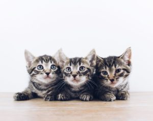 Lær om katte, inden du køber én