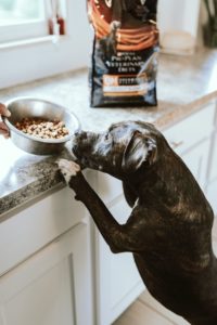 Derfor er det vigtigt med det rette hundefoder