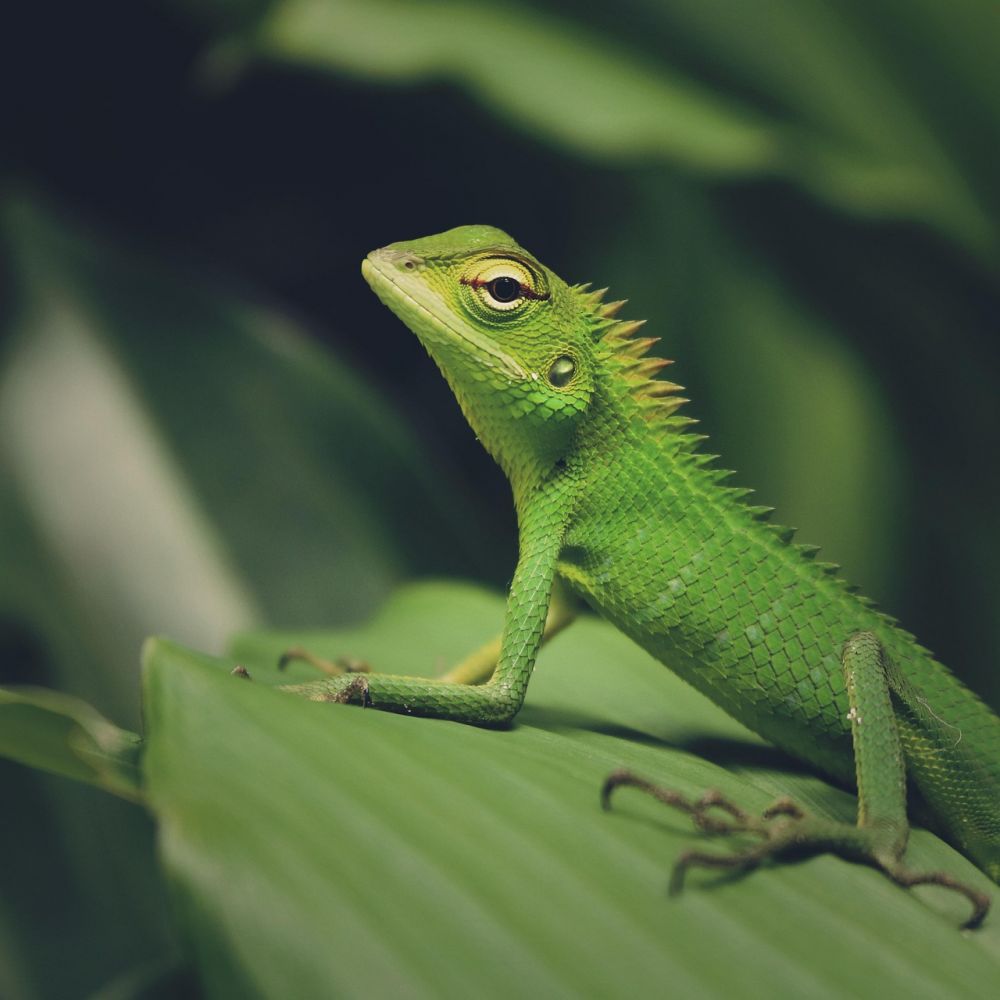 Dyr i regnskoven: En nærmere undersøgelse af en unik og fascinerende økosystem